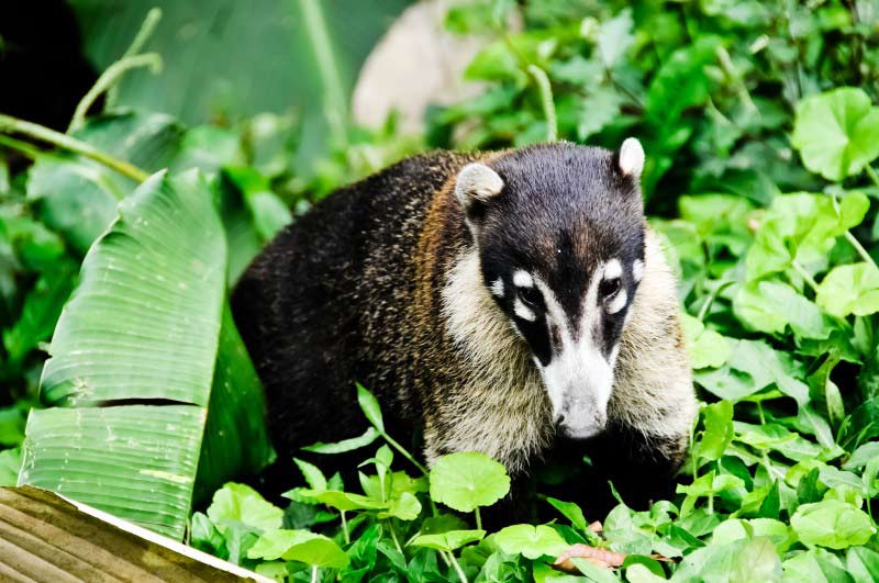 Coati_Costa Rica