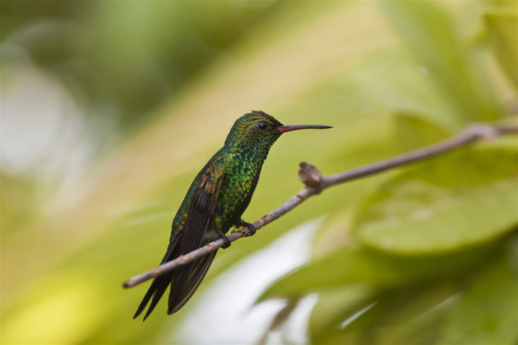 Colibri