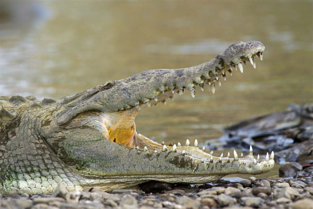 Crocodile