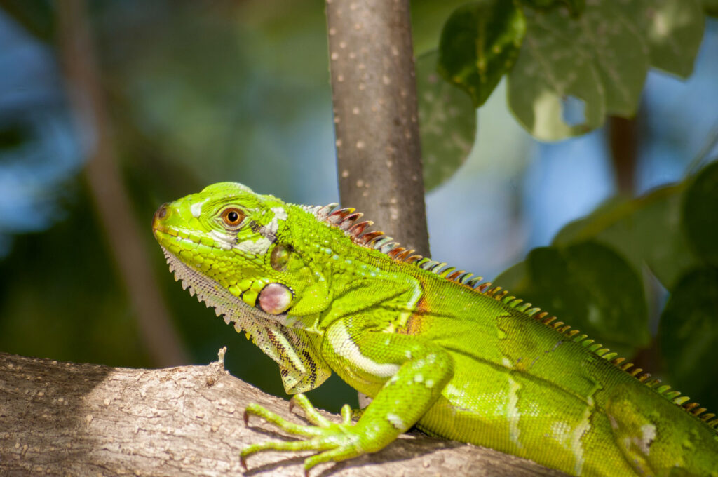 Iguane vert