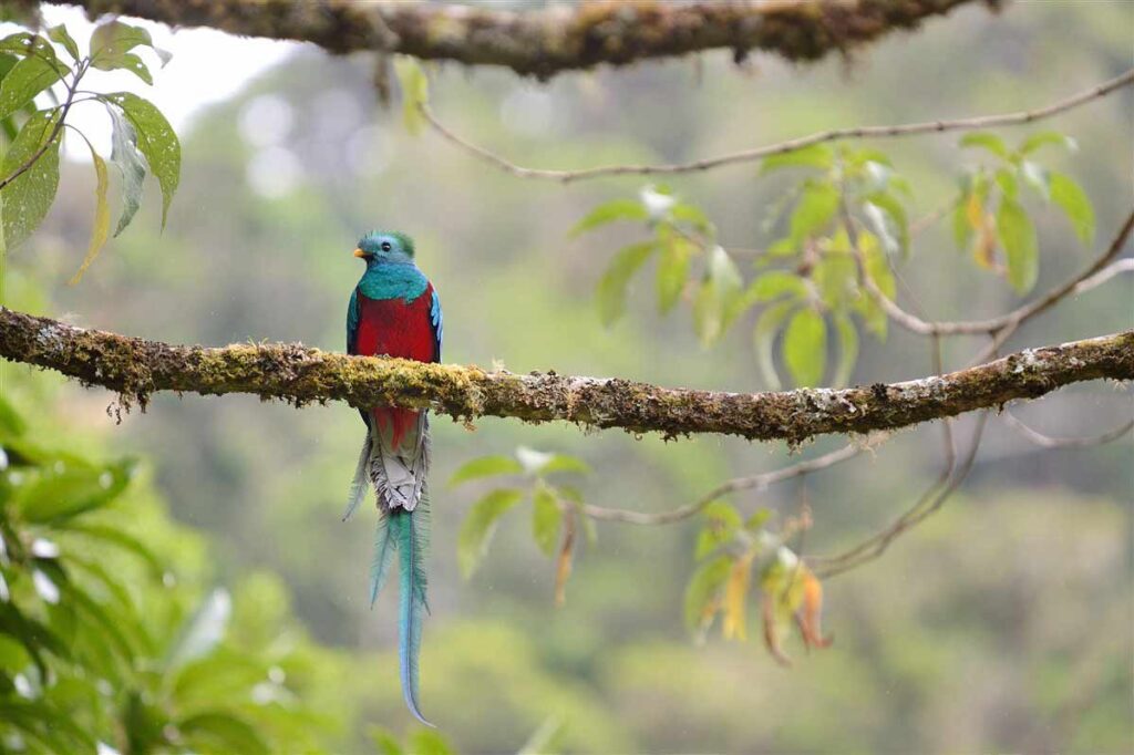 Queztal - Costa Rica