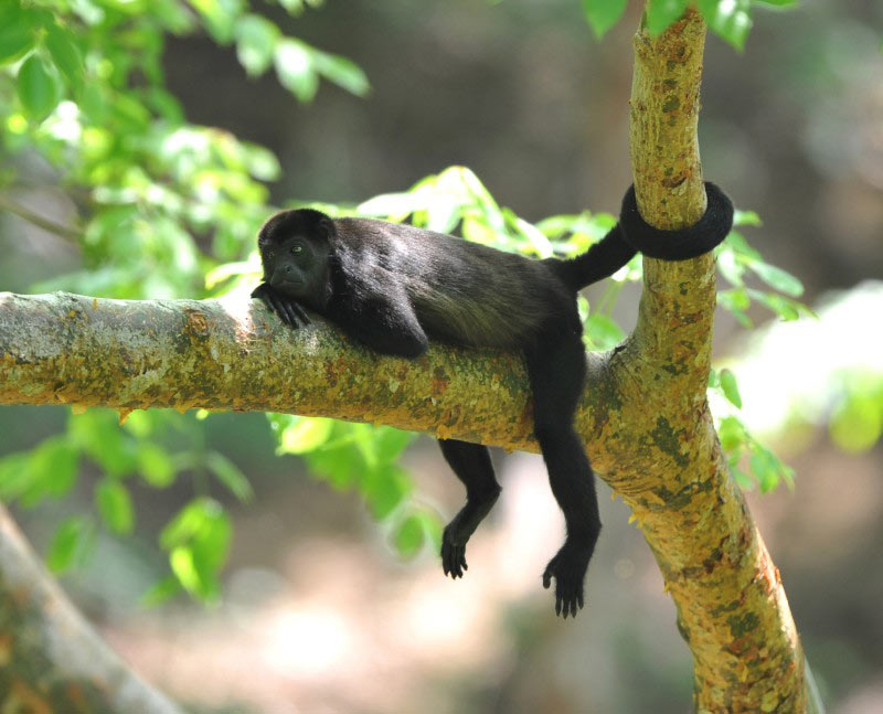 Singe hurleur _ Costa Rica