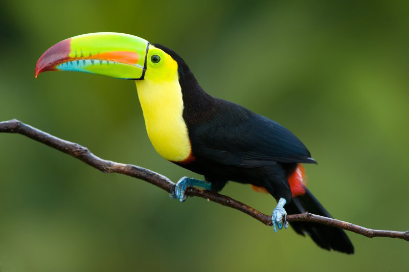 Toucan _ Costa Rica